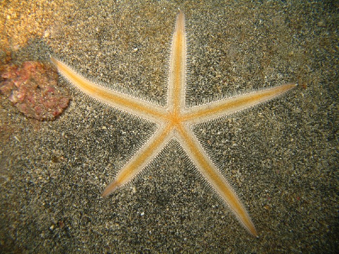 Luidia atlantidea